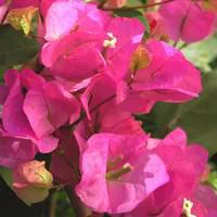 Un indispensable au jardin：Bougainvillée Tippi - Le pot de 2,5 litres