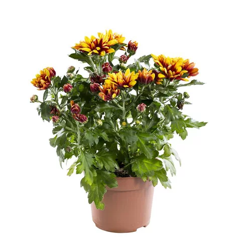 Utile pour le jardin:Mini Chrysanthème - Le pot de 10.5 cm