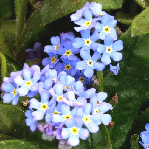 Pour la maison et le jardin:Myosotis bleu. La barquette de 6 plants