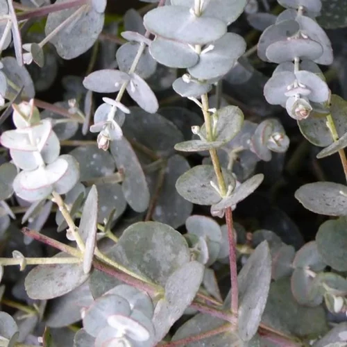 Pour plus de confort à l’extérieur:Eucalyptus Gunnii ou Gommier bleu en pot de 7 L