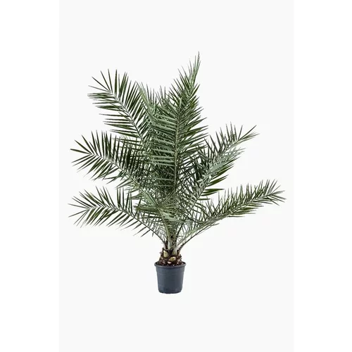 Sélection maison:Phoenix Dactylifera (palmier dattier) en pot de 15 L vert