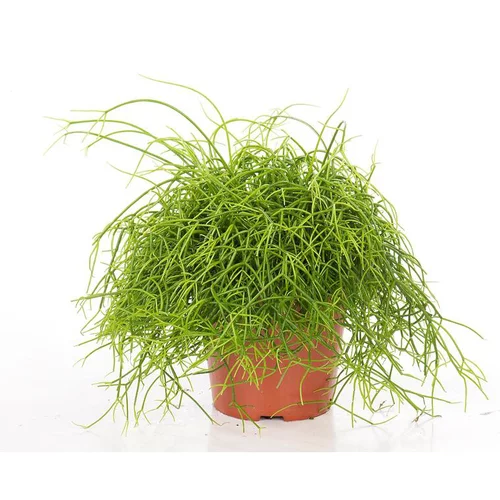 Le pratique au jardin：Rhipsalis cassutha