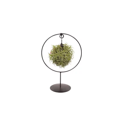 Utile extérieur:Tillandsia vert magic ball sphère Ø 15 cm