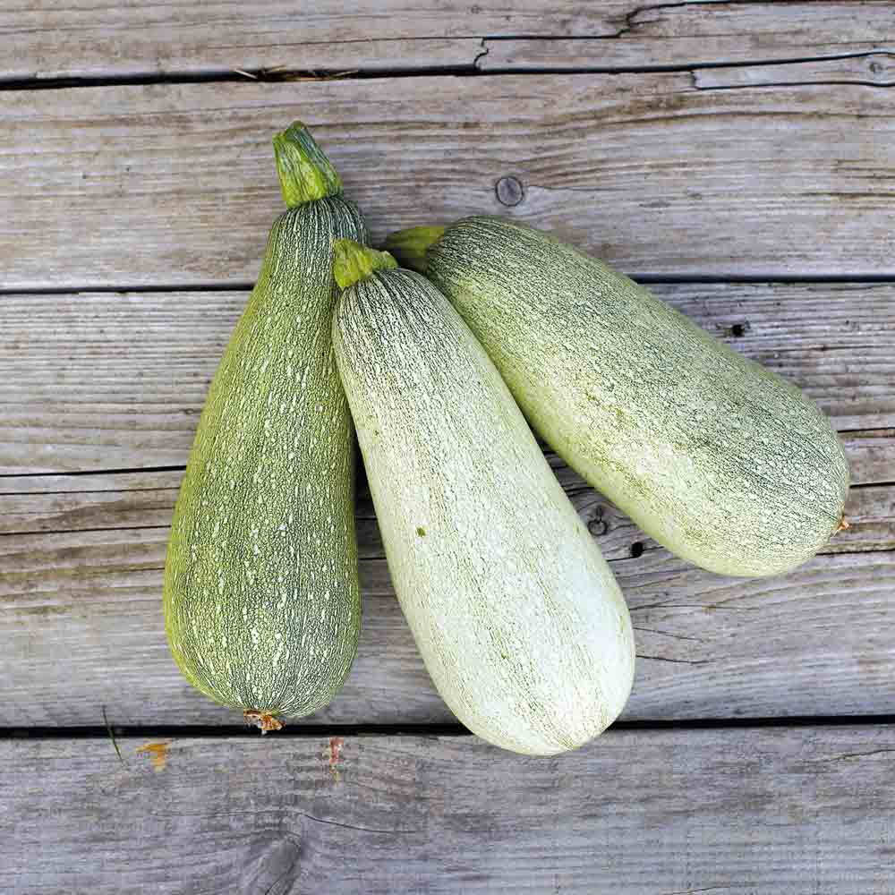 COURGETTE ORTOLANA DE FAENZA AB