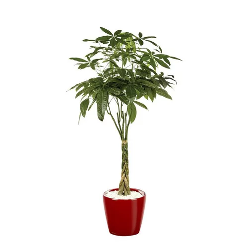 Une solution adaptée au jardin:Pachira et son pot Classico premium Ø 35 rouge