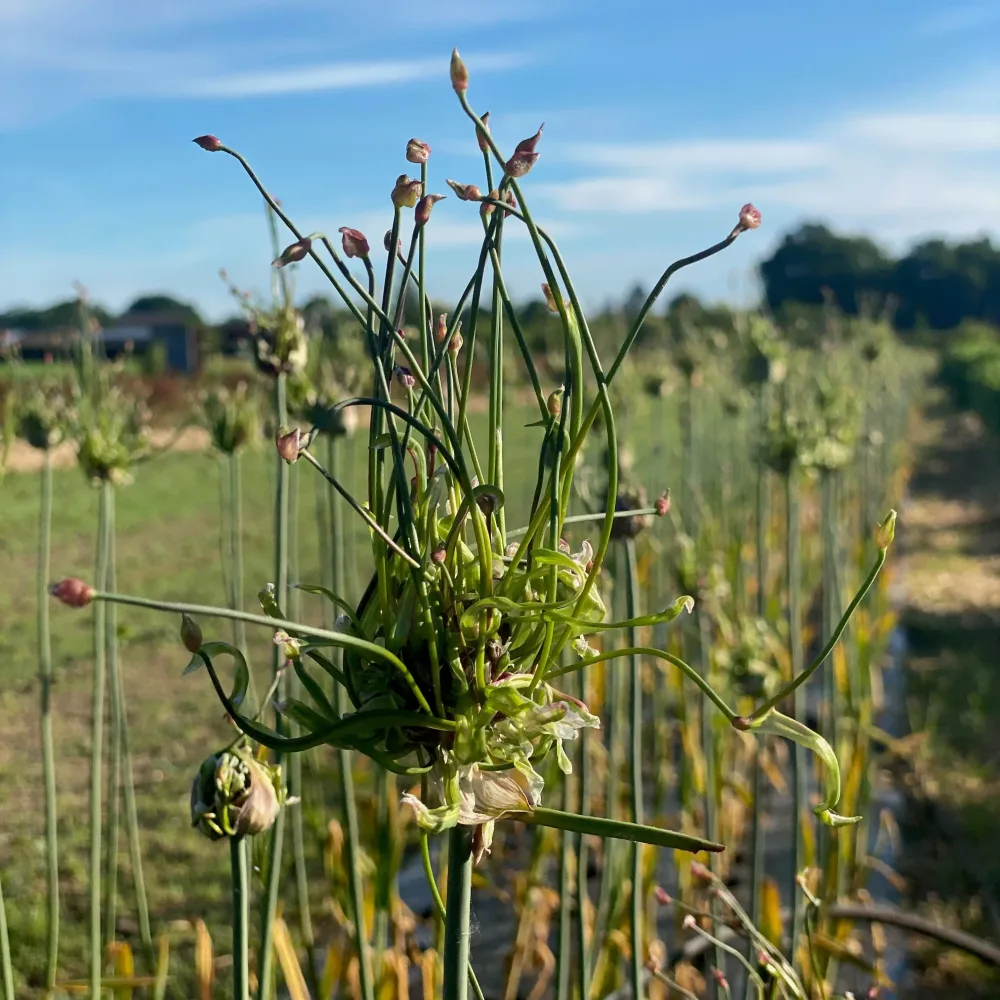 AIL ROCAMBOLE AB - LOT DE 10 BULBILLES