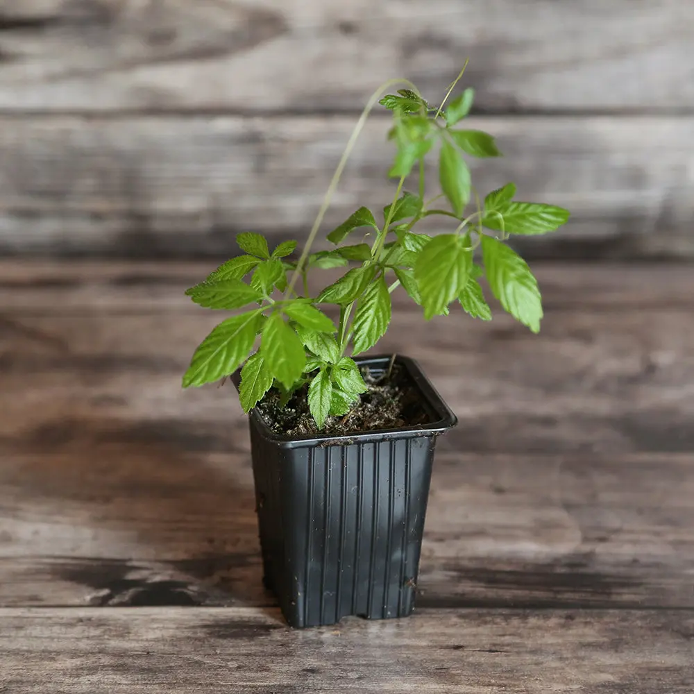 THÉ DE L'IMMORTALITÉ OU JIAOGULAN AB - PLANT