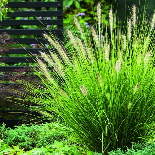 Idée pratique:Herbe-aux-Écouvillons Hameln vert botanic®. Le pot de 2 litres