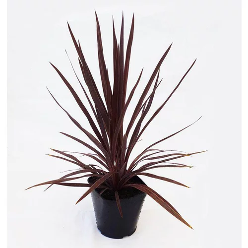 Jardin et loisirs:Cordyline Australis Red Star 30/40 en pot de 3 L rouge