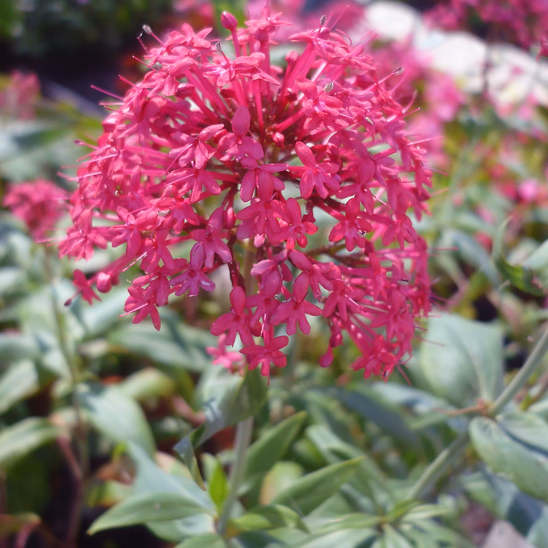 6 x Valériane – Centranthus ruber 'Coccineus', godet 9cm x 9cm