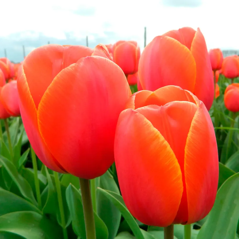 TULIPE AD REM AB