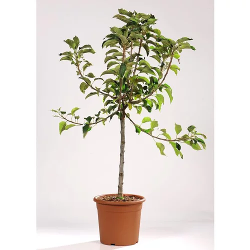 Idée pour le jardin:Pommier Nain Croquella® Delgrana. Le pot de 7,5 litre en forme 1/4 tige