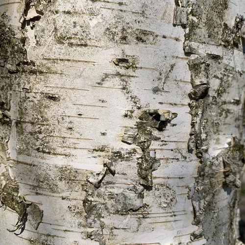 Jardin utile:Bouleau blanc (Betula Verrucosa) 150/200. Le pot de 7 litres