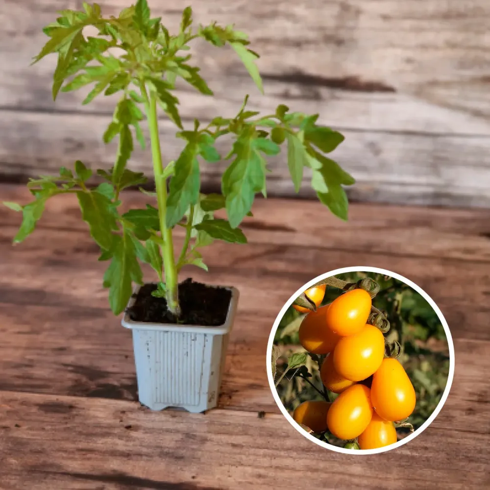 TOMATE CERISE POIRE JAUNE AB - PLANT