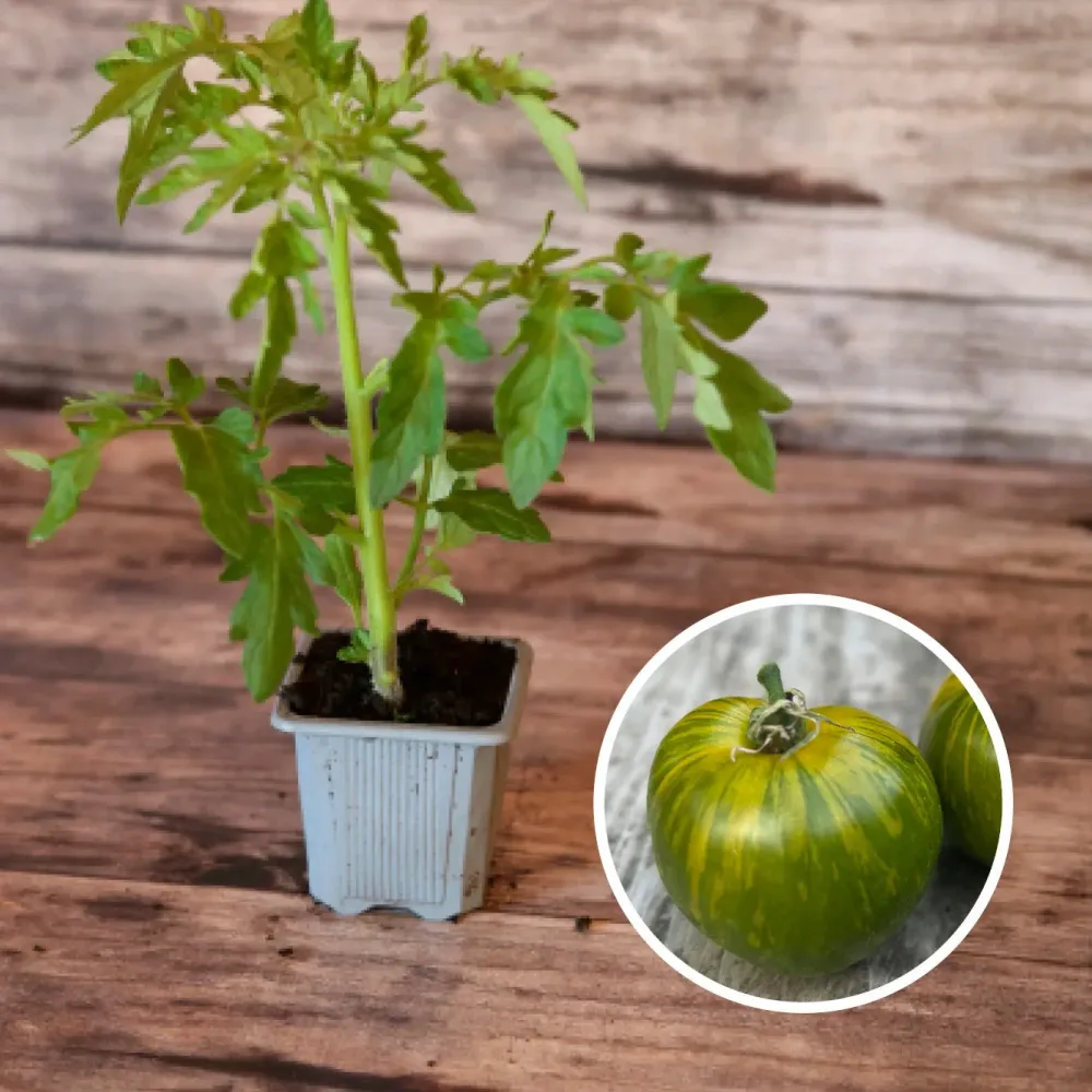 TOMATE GREEN ZEBRA AB - PLANT
