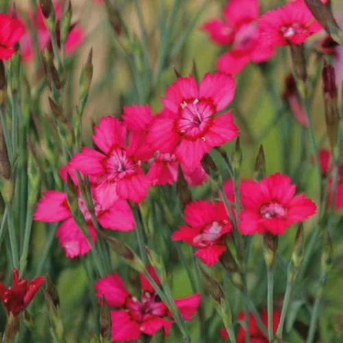 Une touche jardin:Oeillet A Delta rouge - Le pot de 9 x 9 cm