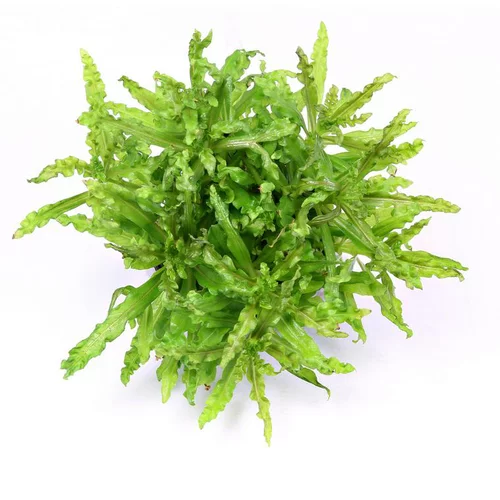Le choix pour l’extérieur:Plante Pogostemon Helferi coloris vert en pot