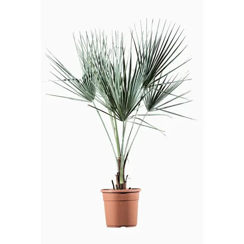 Facile à intégrer au jardin:Palmier bleu (Brahea Armata). Le pot de 9 litres
