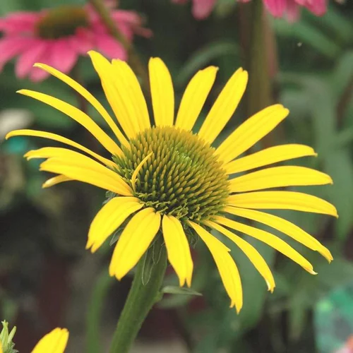 Pour améliorer votre jardin:Rudbeckie summerina yellow jaune en pot de 2 L