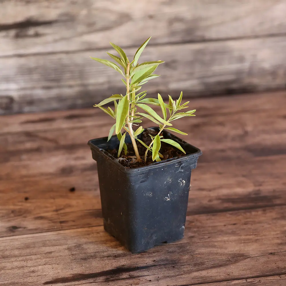 VERVEINE D'ARGENTINE MENTHOL HOLLYWOOD AB - PLANT