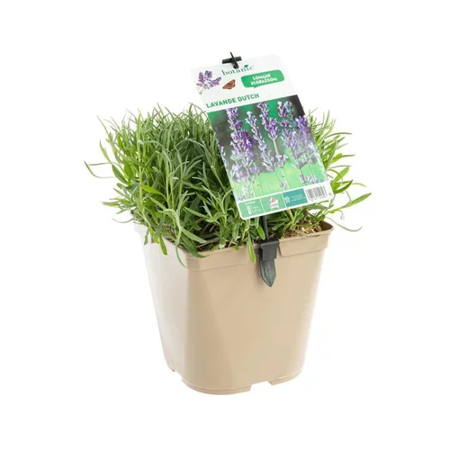 Pour un jardin accueillant:Lavandula Intermedia ou Lavandin Dutch à fleurs violettes. Le pot de 3 litres