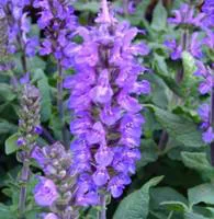 Extérieur accessoire:Salvia Superba - Le pot de 3 litres