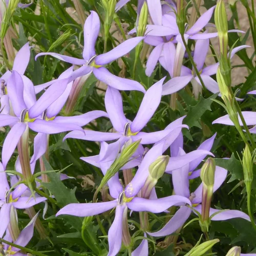 Pour créer votre univers jardin：Isotoma - La suspension diam 27 cm