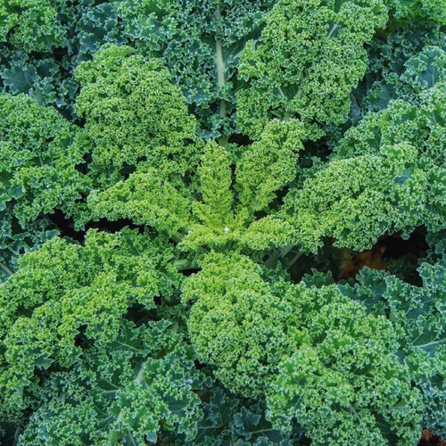 L’essentiel pour l’extérieur：Chou Kale Halbhoher Bio. La barquette de 3 plants