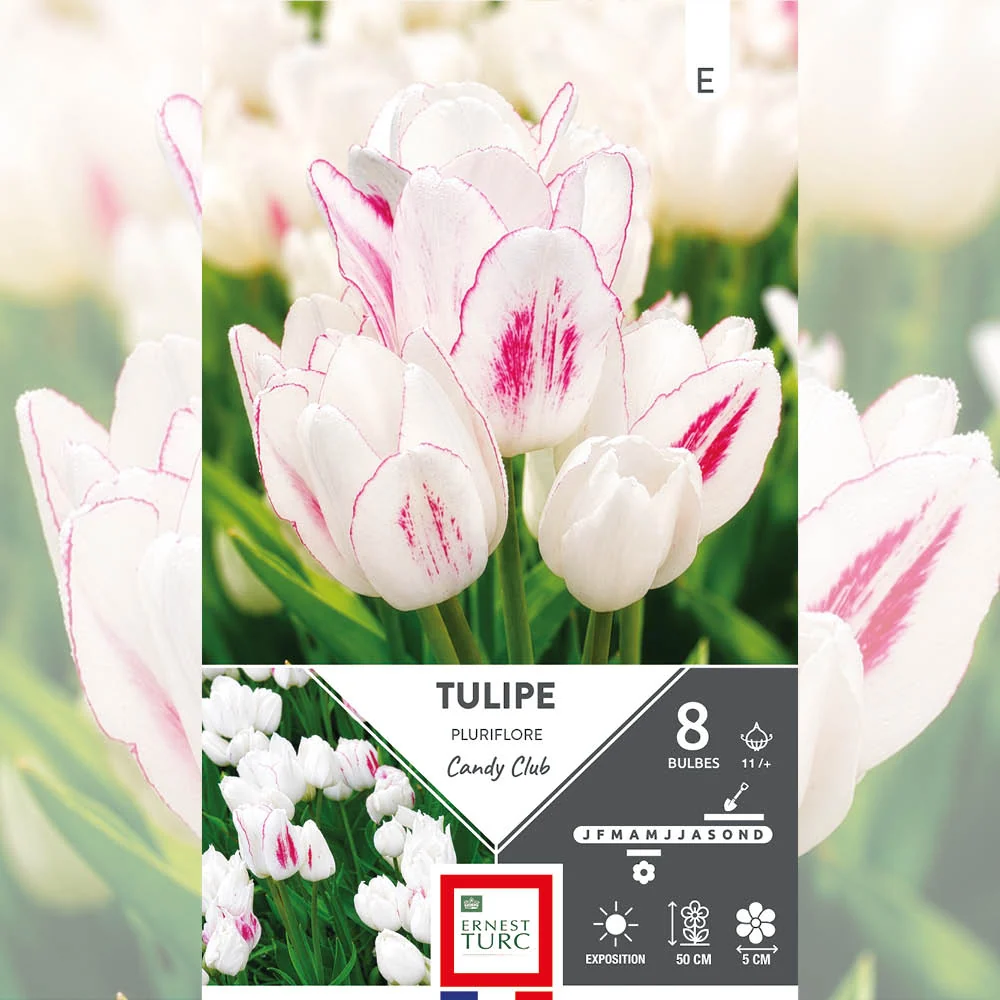 TULIPE PLURIFLORE CANDY CLUB