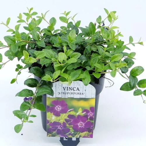 Confort jardin:Vinca minor atropurpurea