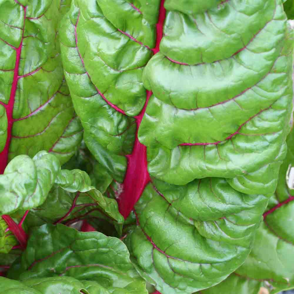 POIREE RHUBARB CHARD A CARDE ROUGE AB