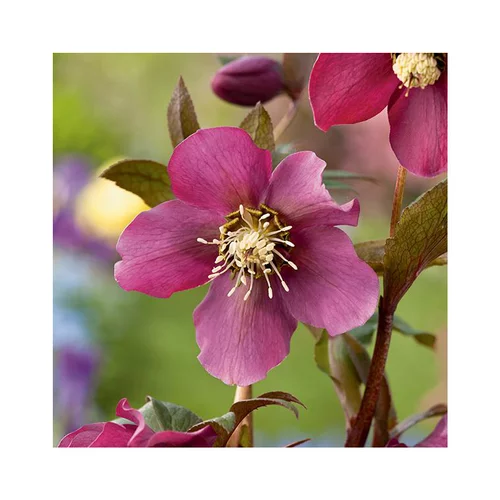 Pour vos envies de jardin：Hellébore (ou Rose de Noël) rouge - Le pot de 0,75 litres