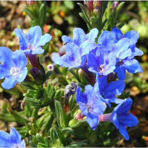 Côté extérieur:Lithodora ou grémil bleu. Le pot de 0,5 litre
