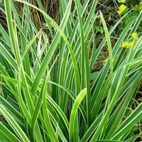 Adapté à l’extérieur:Carex Buchananii - Le pot de 2 litres