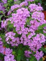 Jardin malin:Lantana sellowiana tapissant - Le pot de 2,5 litres