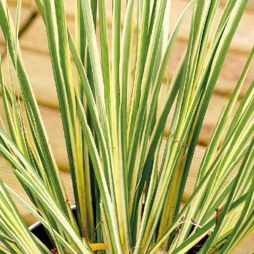 Tout au jardin：Jonc panaché variegatus godet 9x9 cm