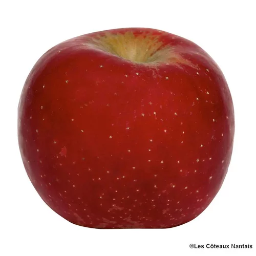 Simple dehors:Pomme Early Red One bio de France - Prix au kg