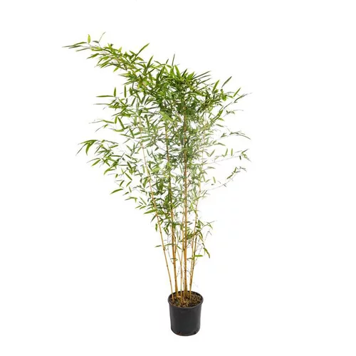 Extérieur tendance:Bambou (BAMBOU PHYLLOSTACHYS AUREA) Le pot de 18 litres