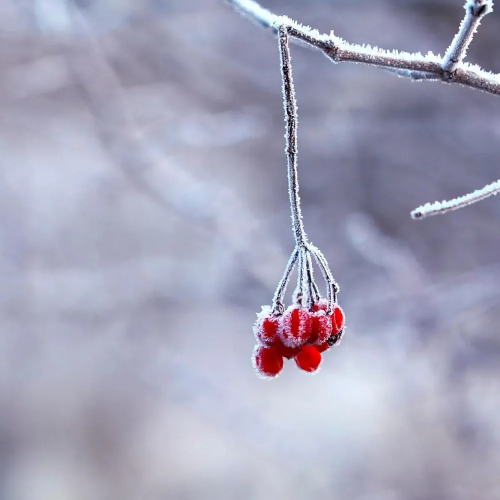 SÉLECTION DE PETITS FRUITS PEU FRILEUX