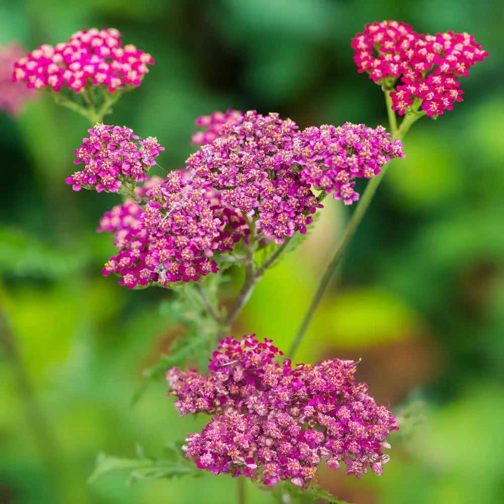 Achillée millefeuille Cassis Achillea millefolium Cassis