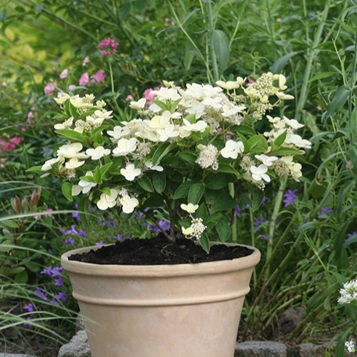 Hortensia paniculé Prim'White® Dolprim Hydrangea paniculata prim 'white ® 'dolprim'