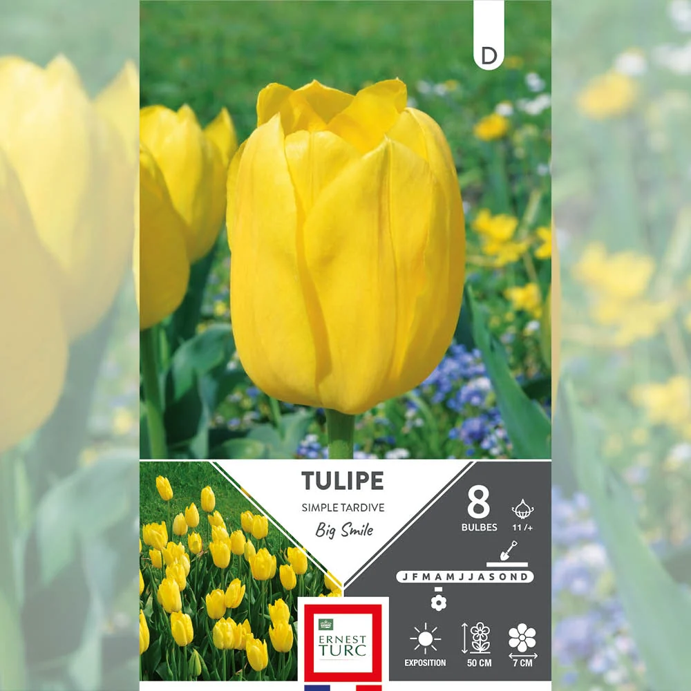 TULIPE SIMPLE TARDIVE BIG SMILE