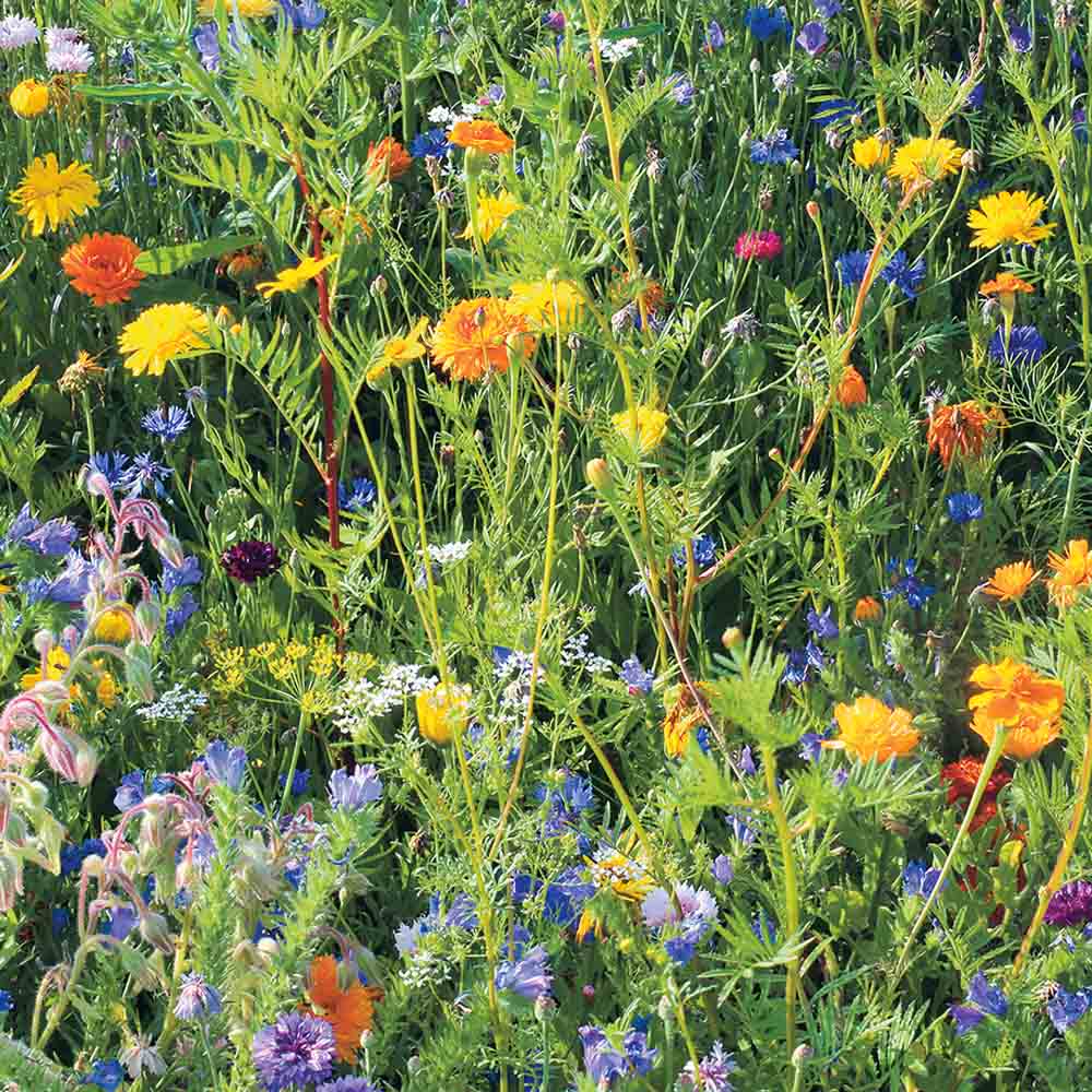 MÉLANGE FLEURI - FLEURS SAUVAGES AUXILIAIRES DE CULTURE NT