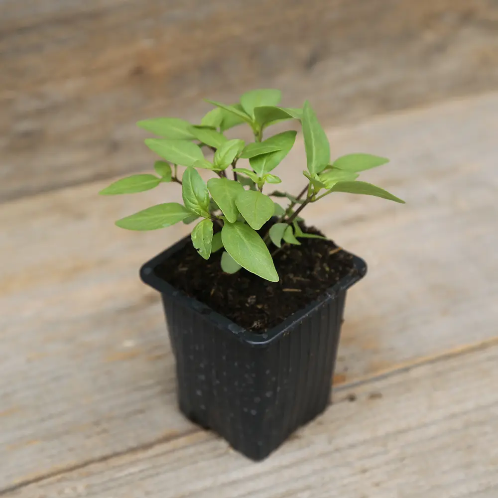 BASILIC THAÏ AB - PLANT