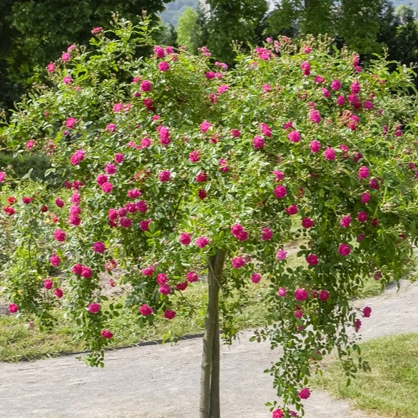 Rosier pleureur Excelsa sur tige Rosa wichuraiana excelsa