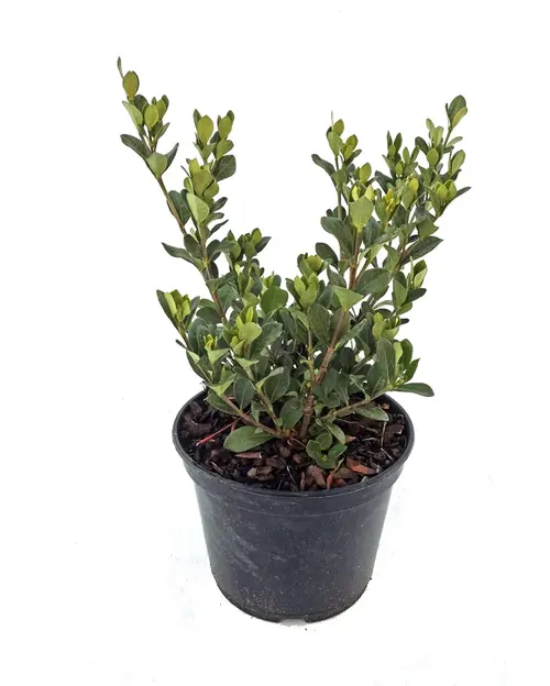 Les incontournables du jardin:Gardénia jasminoides Kleim Hardy blanc. Le pot de 3 litres