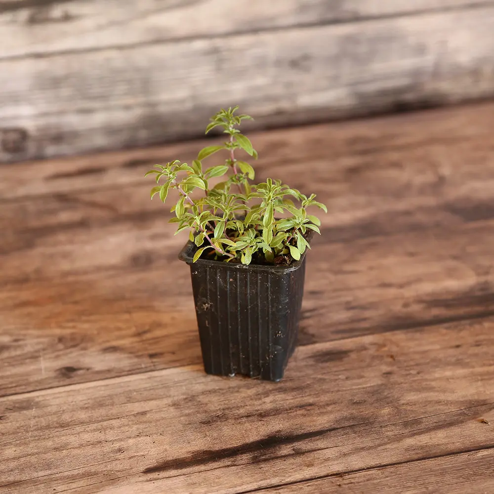 SARRIETTE CITRON AB - PLANT