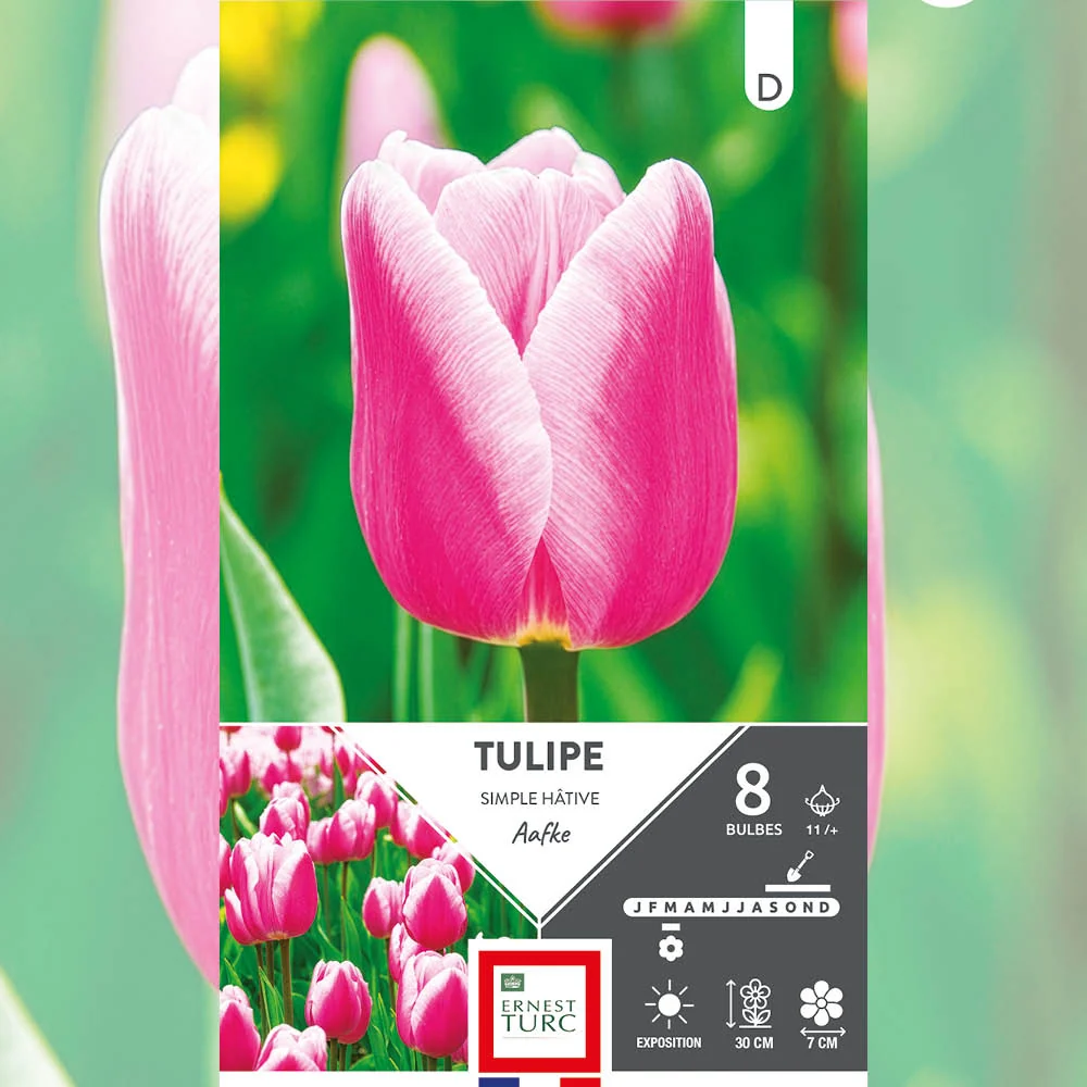 TULIPE SIMPLE HÂTIVE AAFKE