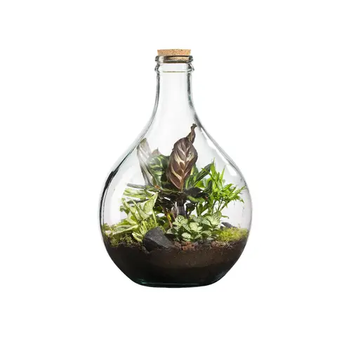 Sélection utile:Terrarium autonome botanic® Suryio - Taille 12 L Ø 29 cm H 43 cm