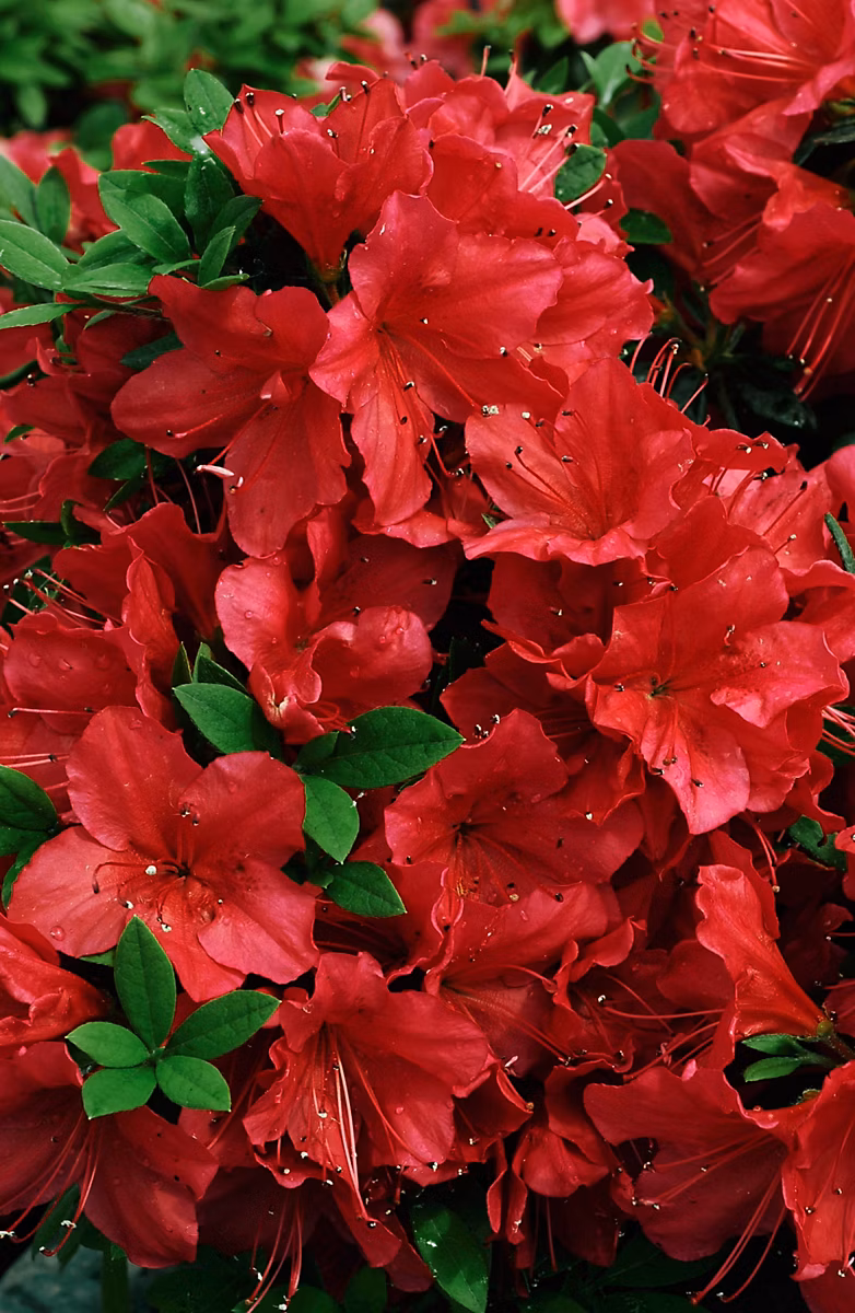 Azalée du Japon Hortival Diffusion en pot – Réf. EUOBFRPUS4585888878